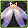 Equipment image for Elven Fairy Queen's Butterfly Wings