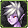 Equipment image for DFO Idol Short Hair [Type C]